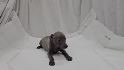 Pax, a male Italian Greyhound for sale in Newalla, OK – 4 of 9