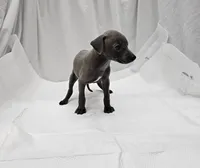 Jax, a male Italian Greyhound for sale in Newalla, OK – 7 of 9