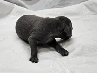 Thor, a male Italian Greyhound for sale in Newalla, OK – 3 of 4