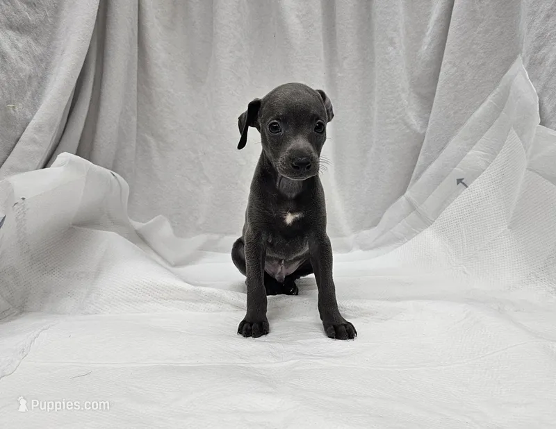 Finn – Italian Greyhound puppy for sale in Newalla, OK