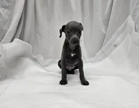 Finn, a male Italian Greyhound for sale in Newalla, OK – 3 of 9