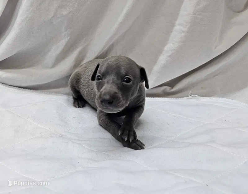 Max – Italian Greyhound puppy for sale in Newalla, OK