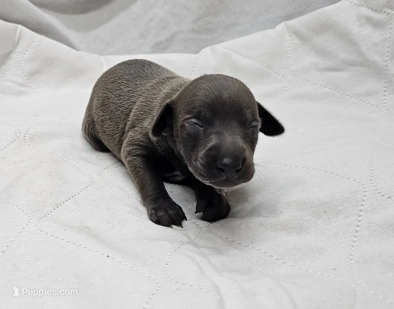 Ferb – Italian Greyhound puppy for sale in Newalla, OK