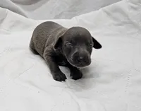 Ferb, a male Italian Greyhound for sale in Newalla, OK – 1 of 4