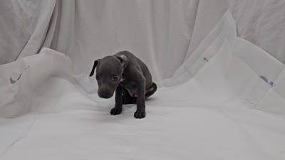Finn, a male Italian Greyhound for sale in Newalla, OK – 7 of 9