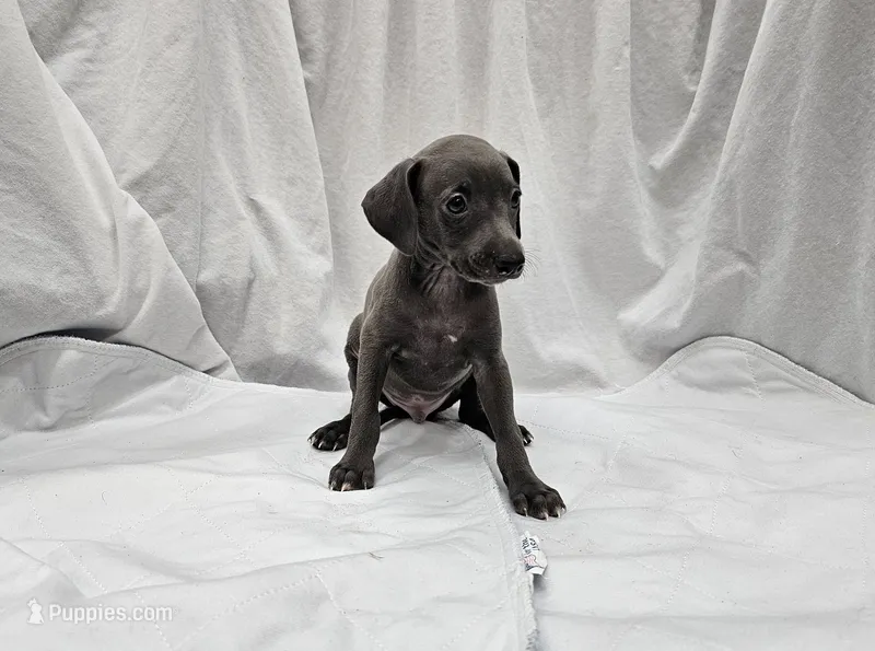 Buzz – Italian Greyhound puppy for sale in Newalla, OK