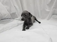 Pax, a male Italian Greyhound for sale in Newalla, OK – 2 of 9
