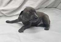 Dax, a male Italian Greyhound for sale in Newalla, OK – 4 of 4