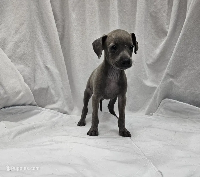 Max – Italian Greyhound puppy for sale in Newalla, OK