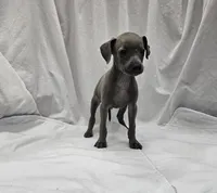 Max, a male Italian Greyhound for sale in Newalla, OK – 1 of 8