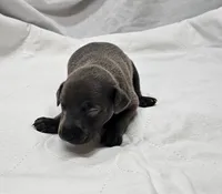 Lugi, a male Italian Greyhound for sale in Newalla, OK – 4 of 4