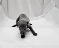 Pax, a male Italian Greyhound for sale in Newalla, OK – 8 of 9