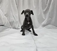 Finn, a male Italian Greyhound for sale in Newalla, OK – 2 of 9