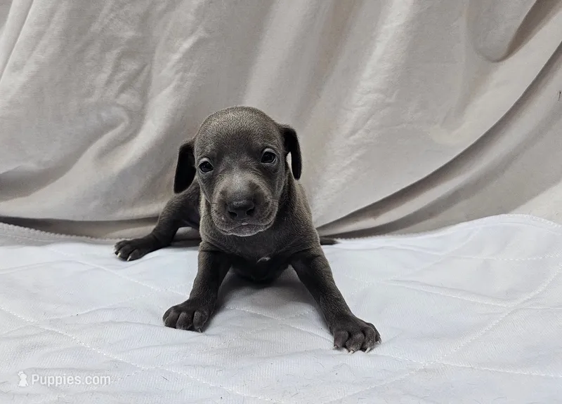 Buzz – Italian Greyhound puppy for sale in Newalla, OK