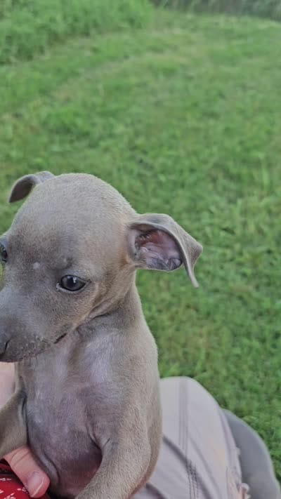 Max, a male Italian Greyhound for sale in Newalla, OK – 8 of 8