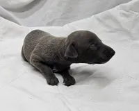 Ferb, a male Italian Greyhound for sale in Newalla, OK – 4 of 4