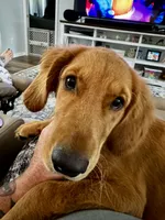Ducky, a female Golden Retriever for sale in Clermont, FL – 1 of 6