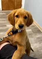 Ducky, a female Golden Retriever for sale in Clermont, FL – 2 of 6