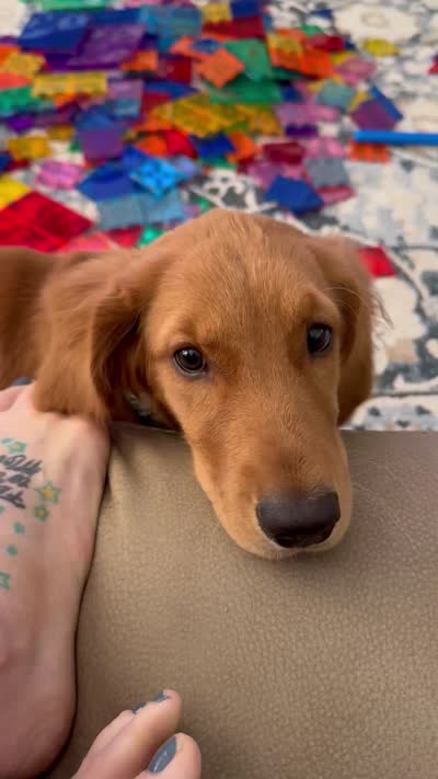 Ducky, a female Golden Retriever for sale in Clermont, FL – 6 of 6