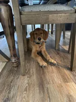 Ducky, a female Golden Retriever for sale in Clermont, FL – 4 of 6