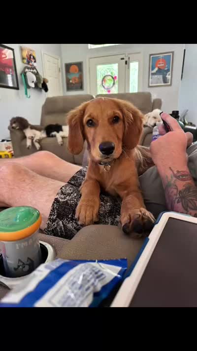 Ducky, a female Golden Retriever for sale in Clermont, FL – 3 of 6