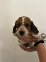 Male long haired , a male Miniature Dachshund for sale in Bell, FL – 2 of 2