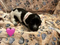 Long haired Female puppy , a female Miniature Dachshund for sale in Bell, FL – 6 of 6