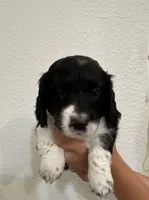 Long haired Boy puppy, a male Miniature Dachshund for sale in Bell, FL – 3 of 5