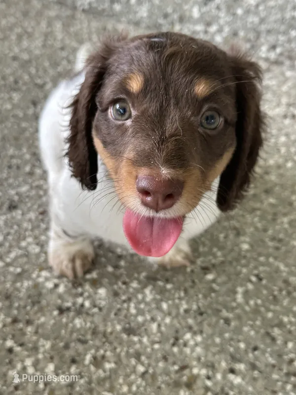 Male puppy  – Miniature Dachshund puppy for sale in Bell, FL