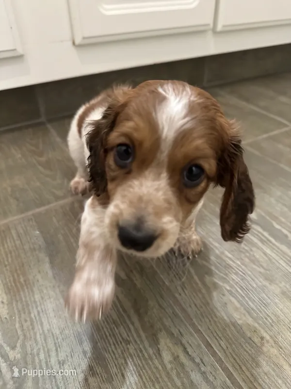 Male long haired  – Miniature Dachshund puppy for sale in Bell, FL