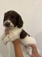 Long haired Male puppy , a male Miniature Dachshund for sale in Bell, FL – 1 of 5