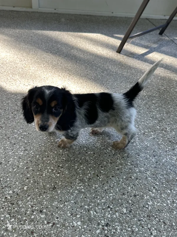 Female – Miniature Dachshund puppy for sale in Bell, FL
