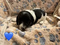 Long haired Boy puppy, a male Miniature Dachshund for sale in Bell, FL – 5 of 5