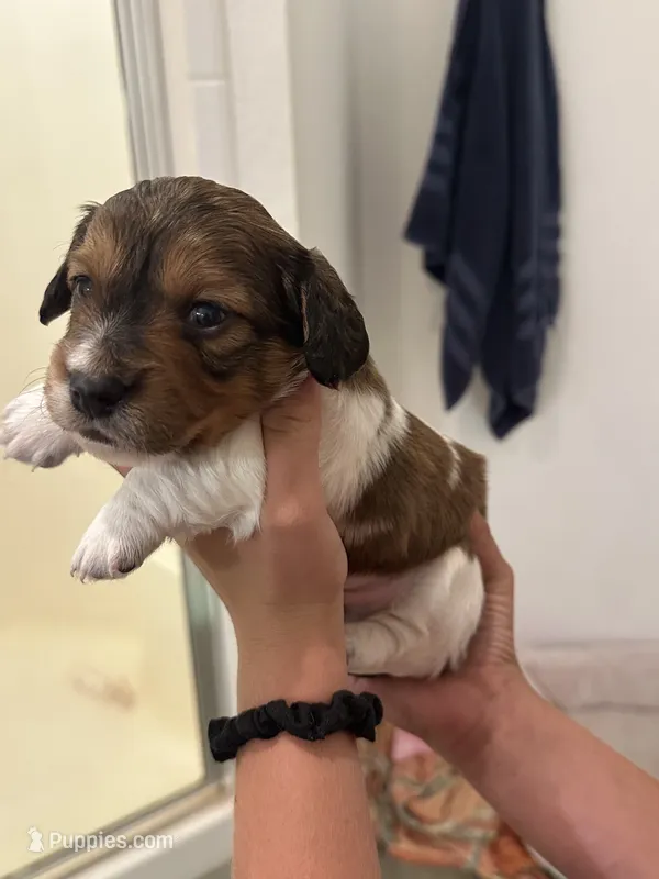 Male puppy – Miniature Dachshund puppy for sale in Bell, FL
