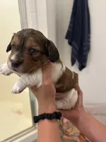Male puppy, a male Miniature Dachshund for sale in Bell, FL – 1 of 2