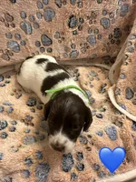 Long haired Male puppy , a male Miniature Dachshund for sale in Bell, FL – 2 of 5