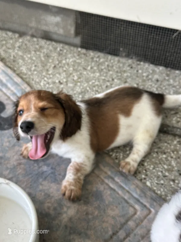 Long haired Male puppy  – Miniature Dachshund puppy for sale in Bell, FL