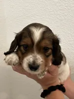 Male long haired puppy, a male Miniature Dachshund for sale in Bell, FL – 2 of 2