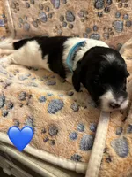 Long haired Boy puppy, a male Miniature Dachshund for sale in Bell, FL – 4 of 5