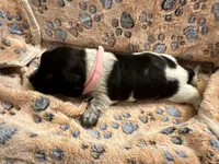 Long haired Female puppy , a female Miniature Dachshund for sale in Bell, FL – 3 of 6