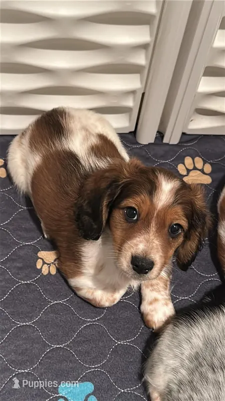 Male long haired puppy – Miniature Dachshund puppy for sale in Bell, FL