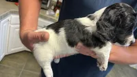 Long haired Boy puppy, a male Miniature Dachshund for sale in Bell, FL – 2 of 5