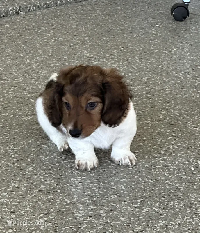 Male puppy – Miniature Dachshund puppy for sale in Bell, FL