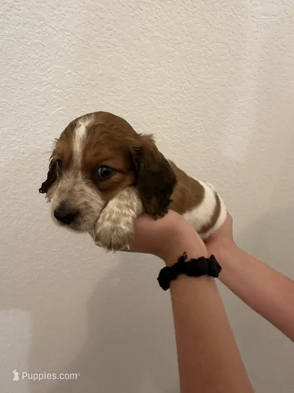 Male long haired  – Miniature Dachshund puppy for sale in Bell, FL