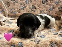 Long haired Female puppy , a female Miniature Dachshund for sale in Bell, FL – 4 of 6