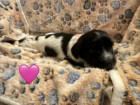 Long haired Female puppy , a female Miniature Dachshund for sale in Bell, FL – 2 of 6