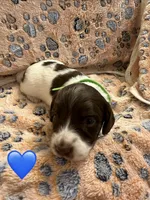 Long haired Male puppy , a male Miniature Dachshund for sale in Bell, FL – 4 of 5