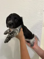 Long haired Female puppy , a female Miniature Dachshund for sale in Bell, FL – 5 of 6