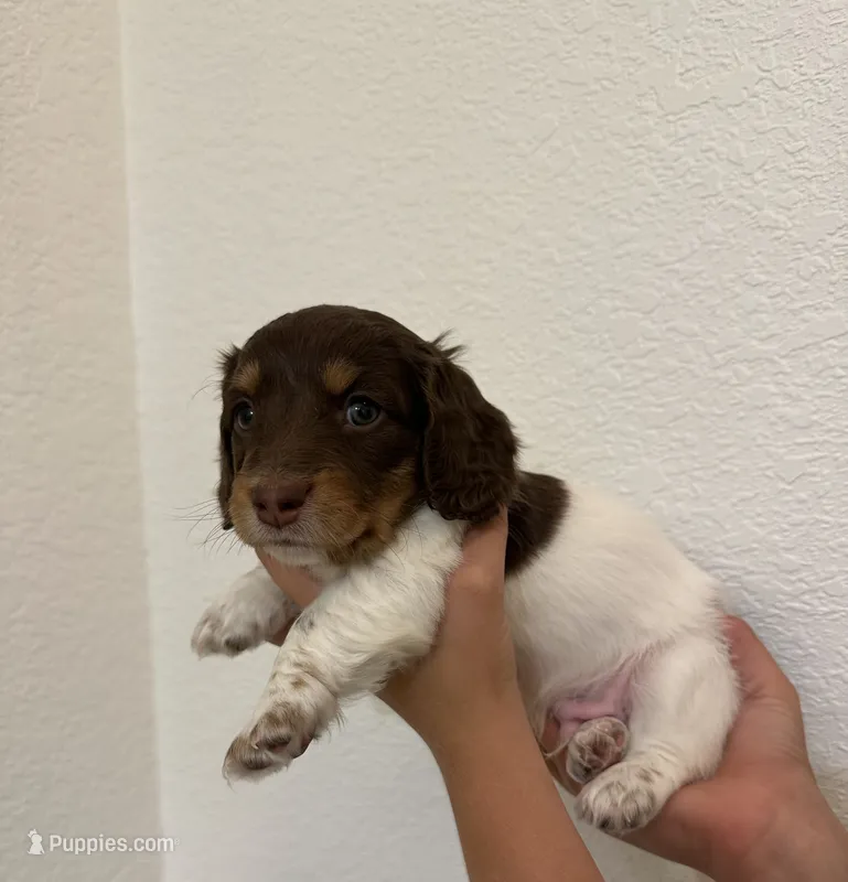 Male puppy  – Miniature Dachshund puppy for sale in Bell, FL