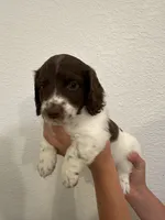 Long haired Male puppy , a male Miniature Dachshund for sale in Bell, FL – 5 of 5